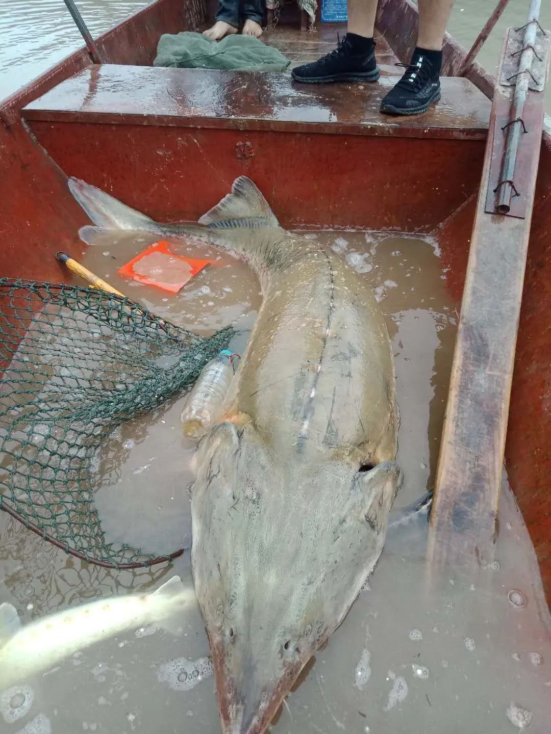 暴雨過(guò)后，上千萬(wàn)斤養(yǎng)殖大型鱘魚(yú)從甘肅流入廣元…