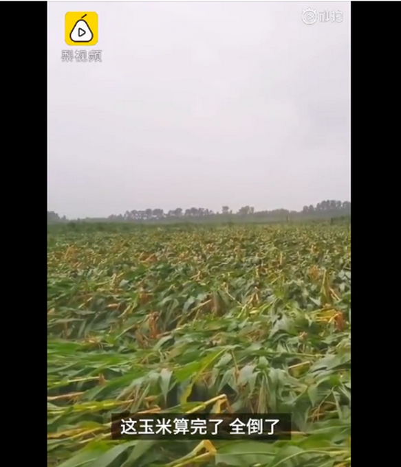 臺風“美莎克”致吉林玉米大面積倒伏，像棉被一樣鋪在地上，減產(chǎn)已成定局